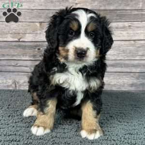 King, Bernedoodle Puppy